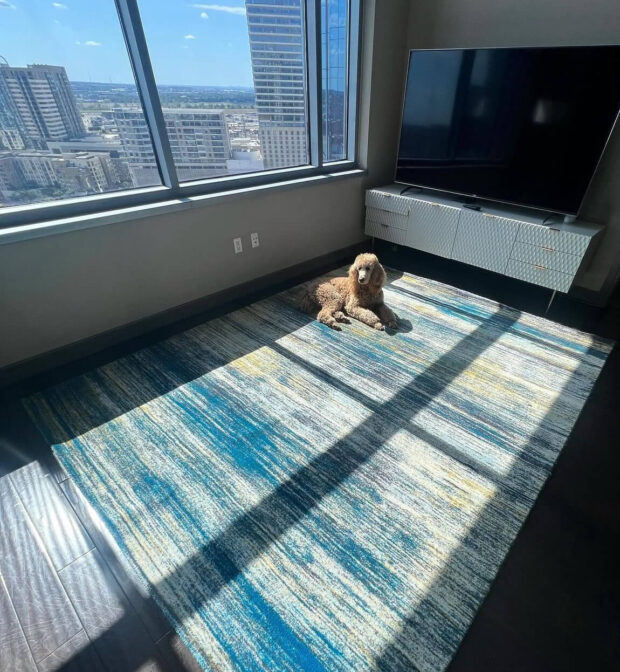 A clean blue area rug in a modern living room with a dog lying on it, showcasing professional rug cleaning results for homes