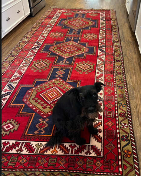 A beautifully woven Oriental rug with intricate red and blue patterns in a kitchen, featuring two dogs sitting on the rug. Perfect example of a rug in need of expert cleaning to maintain its vibrancy and texture. A beautifully woven Oriental rug with intricate red and blue patterns in a kitchen, featuring two dogs sitting on the rug. Perfect example of a rug in need of expert cleaning to maintain its vibrancy and texture.