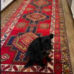 A beautifully woven Oriental rug with intricate red and blue patterns in a kitchen, featuring two dogs sitting on the rug. Perfect example of a rug in need of expert cleaning to maintain its vibrancy and texture. A beautifully woven Oriental rug with intricate red and blue patterns in a kitchen, featuring two dogs sitting on the rug. Perfect example of a rug in need of expert cleaning to maintain its vibrancy and texture.